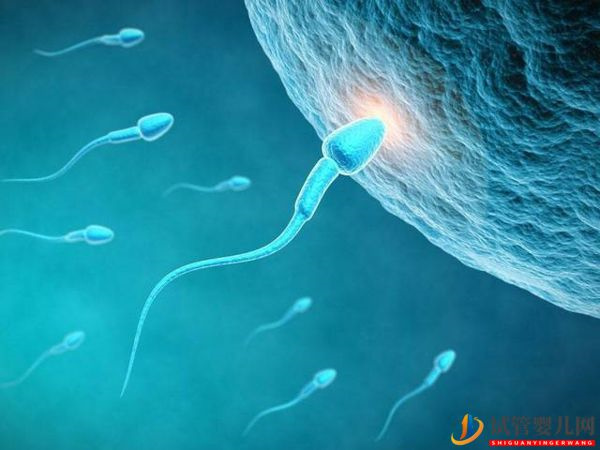 同性戀正規(guī)醫(yī)院供精、卵試管收費標(biāo)準(zhǔn)(圖3)