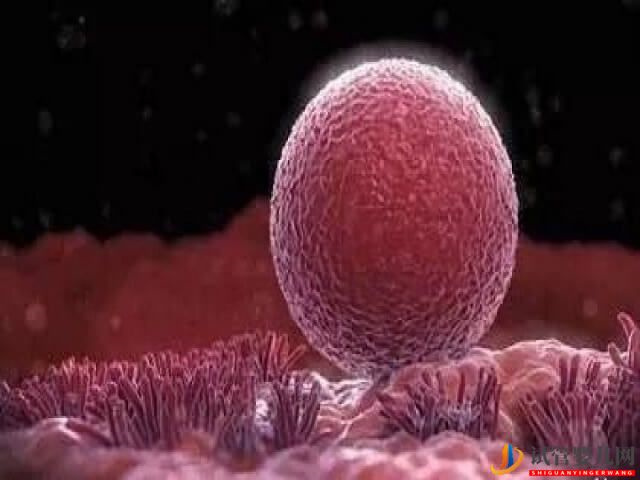 試管嬰兒宮外孕早期的征兆有哪些?(圖2) 試管嬰兒宮外孕早期的征兆有哪些?(圖2)