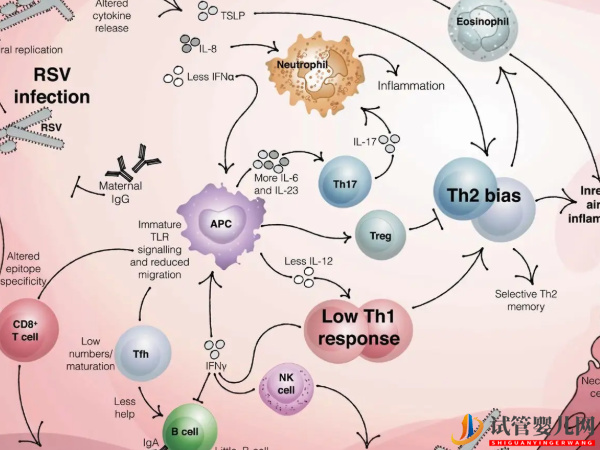 免疫系統(tǒng)有問題懷不上？做試管可以幫助解決(圖2)