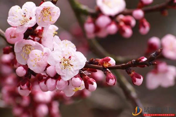 未來幾個月會賺很多錢的3個生肖(圖1)