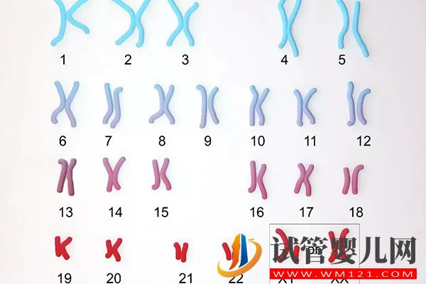 別問幾號染色體異常誰最輕誰最重,1-22常見種類在這里(圖2) 別問幾號染色體異常誰最輕誰最重,1-22常見種類在這里(圖2)