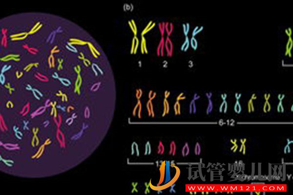 別問男方染色體異常做幾代試管，三代成功率高才是首選(圖1)