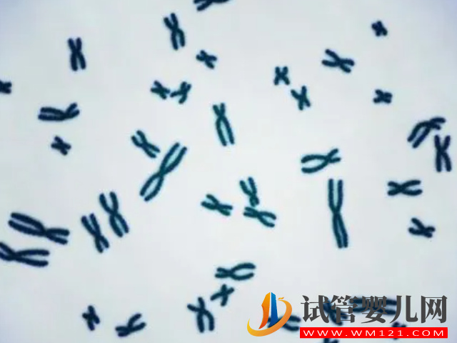 4種傳男不傳女的遺傳病盤點，如有必要請選擇第三代試管助孕(圖2)