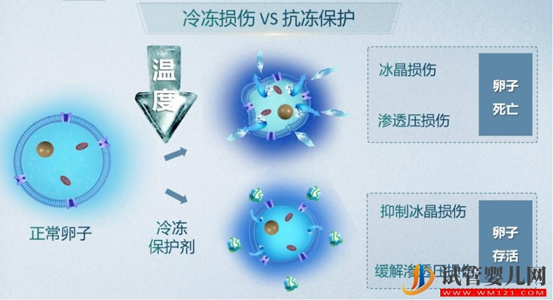試管嬰兒技術走到了哪一步？專家解答→(圖6)