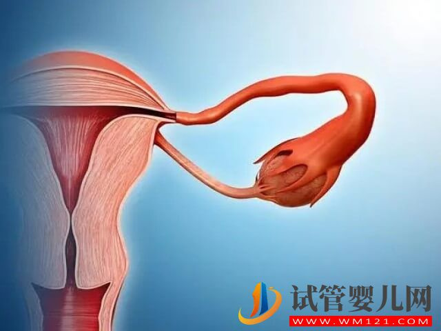 明明每次促排都成功了為什么還是懷不了孩子?(圖1) 明明每次促排都成功了為什么還是懷不了孩子?(圖1)