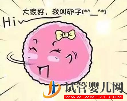 是不是卵泡越多、試管嬰兒的成功幾率就越高呢？(圖4)