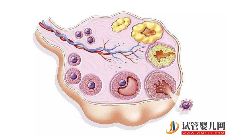 為什么做“試管嬰兒”需要黃體支持治療?(圖1)