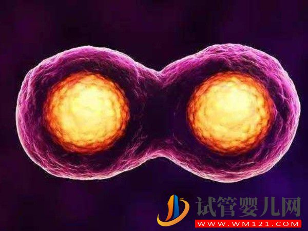 正常人能做試管生龍鳳胎嗎?需要什么身體條件?(圖1) 正常人能做試管生龍鳳胎嗎?需要什么身體條件?(圖1)