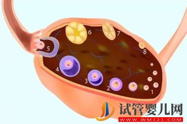 試管嬰兒促排期間注意事項有哪些呢？(圖3)