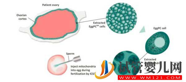 什么是試管嬰兒？從一代到四代看完你就知道了(圖9)