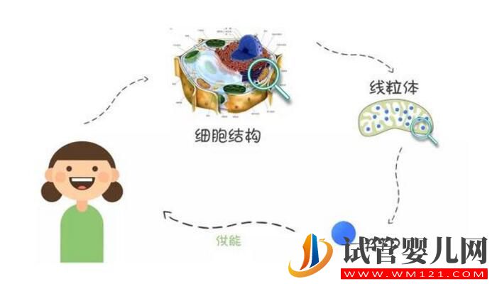 高齡女性做試管嬰兒怎么改善卵子質量？(圖3)