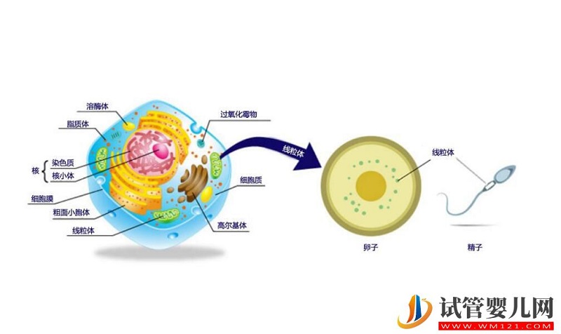 高齡女性做試管嬰兒怎么改善卵子質量？(圖4)