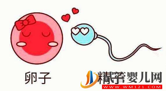 試管卵子質量不好怎么辦？(圖1)