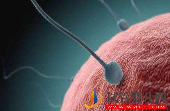 做試管嬰兒的條件有哪些?(圖2) 做試管嬰兒的條件有哪些?(圖2)