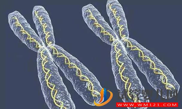 染色體異常做試管嬰兒搞不定?(圖3) 染色體異常做試管嬰兒搞不定?(圖3)