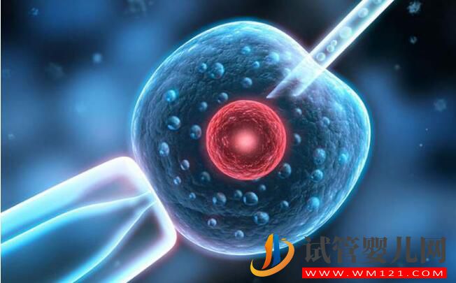 試管嬰兒一般移植幾個胚胎？醫生：不超過3個(圖2)