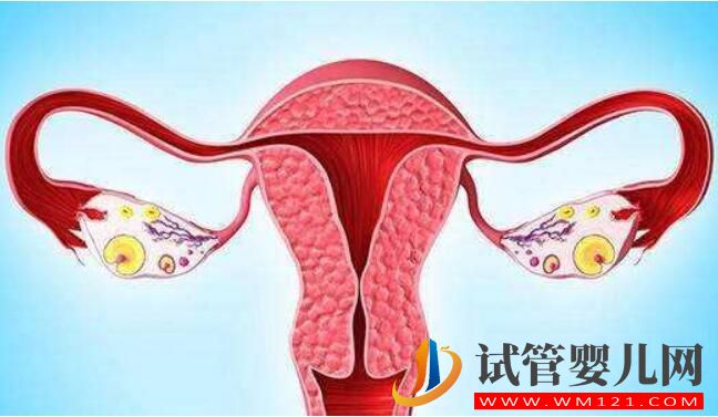 做試管嬰兒周期取多少卵子比較合適(圖2) 做試管嬰兒周期取多少卵子比較合適(圖2)