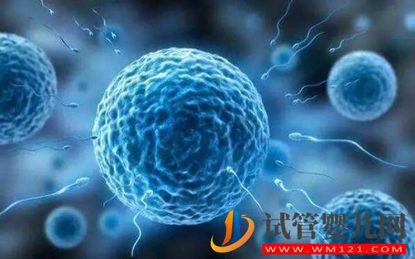 試管中精卵不結(jié)合該怎么解決?精卵結(jié)合后為什么不著床?(圖4) 試管中精卵不結(jié)合該怎么解決?精卵結(jié)合后為什么不著床?(圖4)