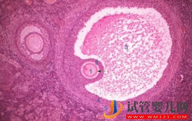 試管嬰兒卵泡要具備哪些條件才行？(圖1)