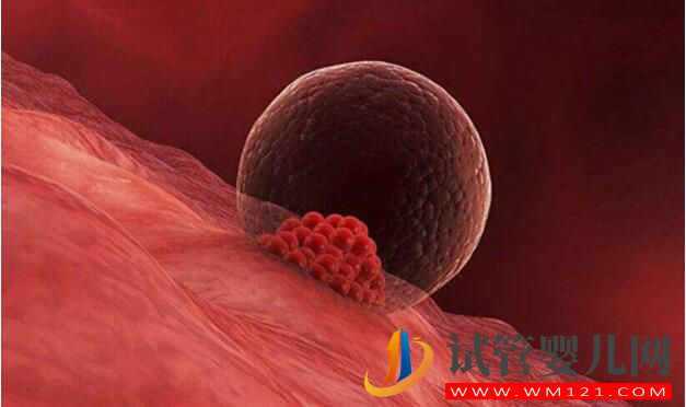 試管嬰兒卵泡要具備哪些條件才行？(圖2)