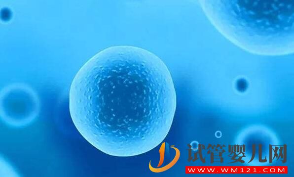 試管嬰兒卵泡要具備哪些條件才行？(圖3)