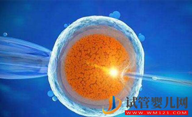 試管嬰兒卵泡要具備哪些條件才行？(圖4)
