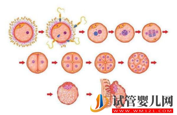 做試管嬰兒促排出現空卵泡是為什么？該怎么辦(圖1)