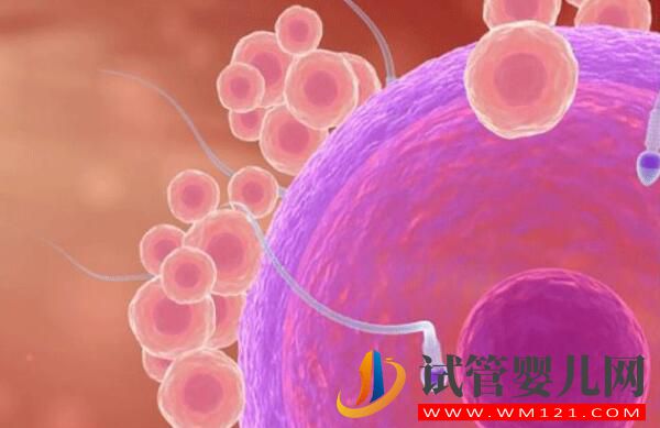 如何保障試管嬰兒的成功率 看看過程中要注意什么(圖1) 如何保障試管嬰兒的成功率 看看過程中要注意什么(圖1)