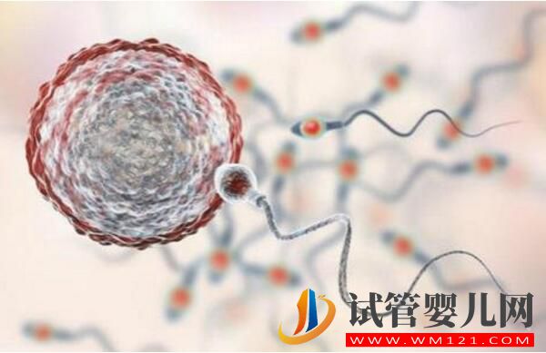 做試管嬰兒的條件是什么?(圖1)