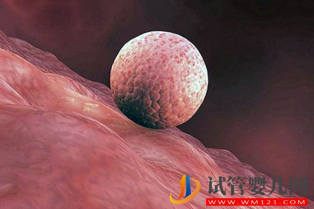 借別人卵子做試管嬰兒成功的概率大嗎(圖2)