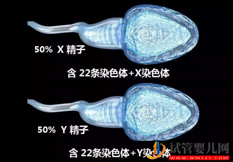 想生兒子怎么備孕才能讓男性的Y精子增多(圖2)