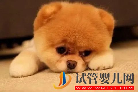 精神壓力大、情緒不好真的會影響試管嬰兒最終的結(jié)果(圖1)