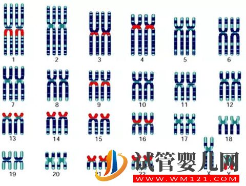 為什么父母染色體正常還會出現染色體異常的胚胎呢？(圖2)