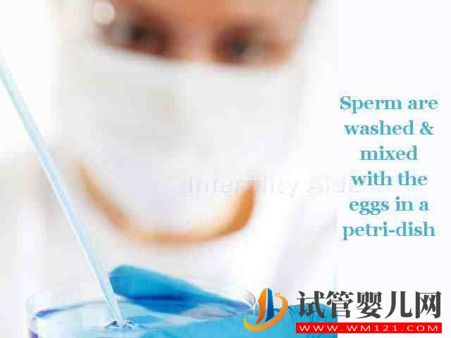 卵泡發(fā)育不良的危害_3 導(dǎo)致卵泡發(fā)育不良的3大原因,危害會(huì)致其不孕或死胎(圖3)