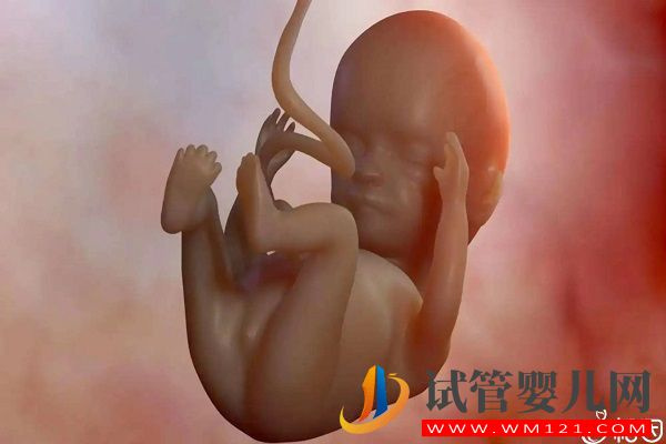 HC和AC標準值對照表參考，男女胎兒無明顯差異(圖1)