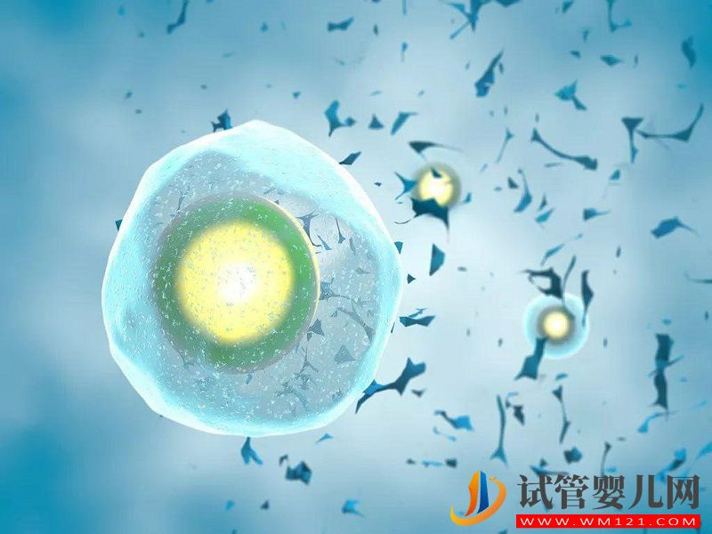禁止單身女性冷凍卵子的原因已找到,不健康是首要因素(圖1) 禁止單身女性冷凍卵子的原因已找到,不健康是首要因素(圖1)