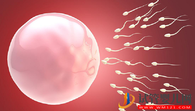 自然周期居然還有這些優勢：卵泡質量高的同時花費還少(圖2)