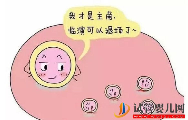 促排藥吃完就想排卵？醫生說要先看卵泡發育的情況(圖1)