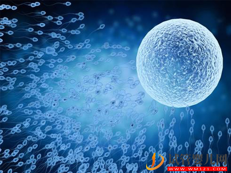 試管自然周期懷雙胎成功率高,高風(fēng)險警告你不能隨意做(圖2) 試管自然周期懷雙胎成功率高,高風(fēng)險警告你不能隨意做(圖2)