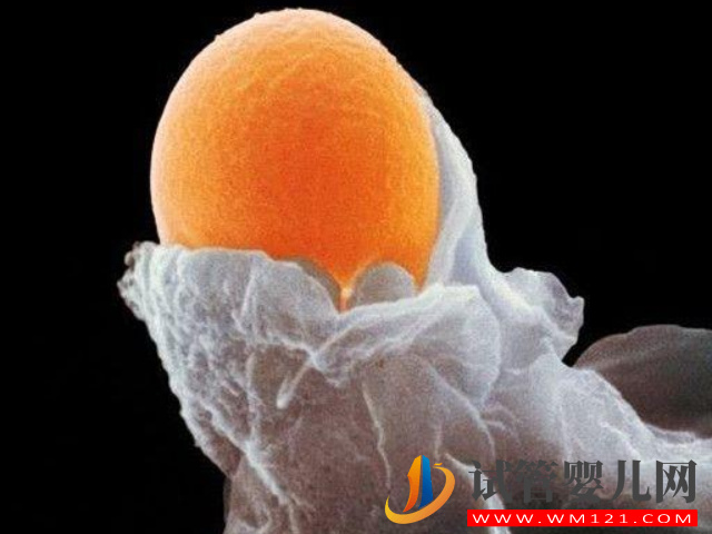 大齡卵巢功能下降的女性做供卵試管成功率高嗎？(圖1)