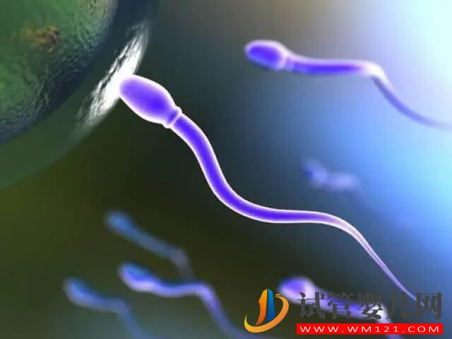 精子形態正常率只有2%能利用試管技術助孕嗎？(圖1)