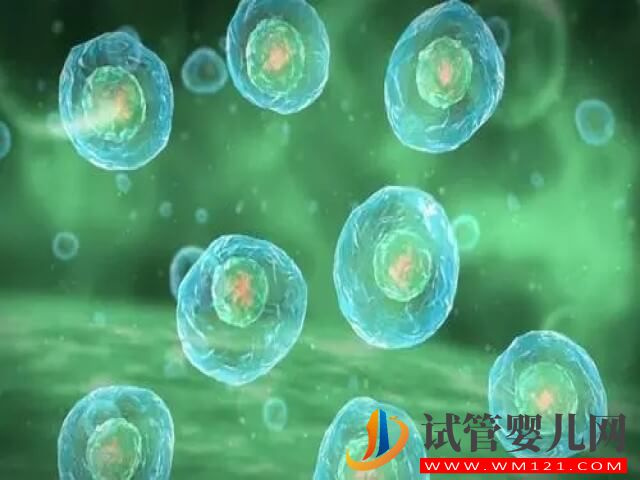 馬爾康試管冷凍胚胎等級劃分中的M是什么級別？(圖1)