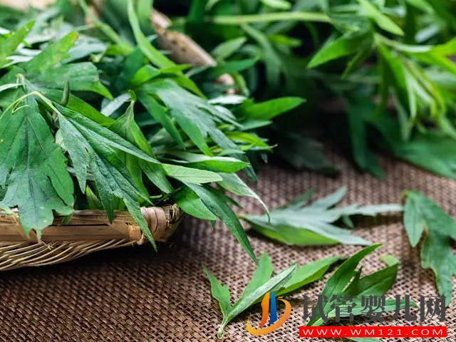 太后悔孕期吃艾草了！過來人告訴你其中的弊端(圖1)