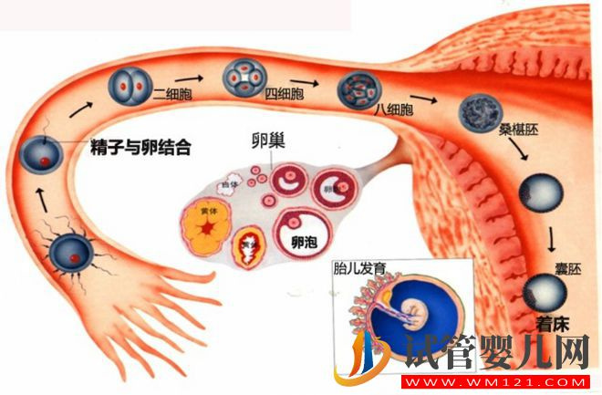 試管嬰兒技術(shù)走到了哪一步?(圖1) 試管嬰兒技術(shù)走到了哪一步?(圖1)