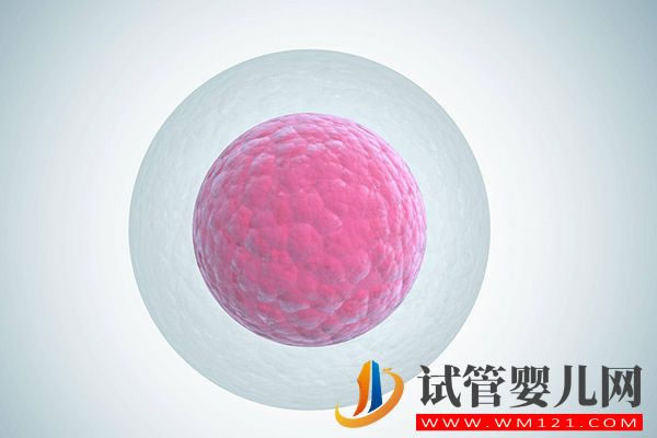 試管促排卵泡14-15mm不能用，多大可取卵視合格標準而定(圖3)