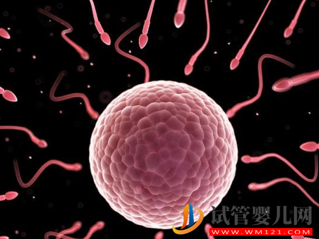 精子和卵子不受精生小孩希望渺茫，簡(jiǎn)單2招幫你提升幾率(圖3)