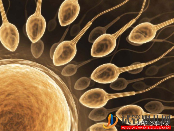 做試管嬰兒前期需要做些什么準備(圖3) 做試管嬰兒前期需要做些什么準備(圖3)