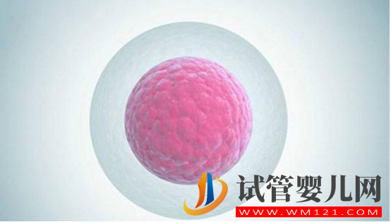 做試管養囊是什么意思(圖2)