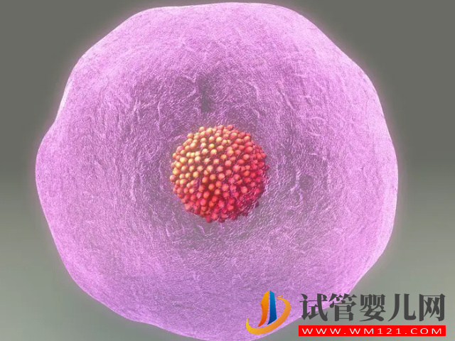 內膜和卵泡關系密切，厚度在該范圍才能養出優勢卵泡(圖3)