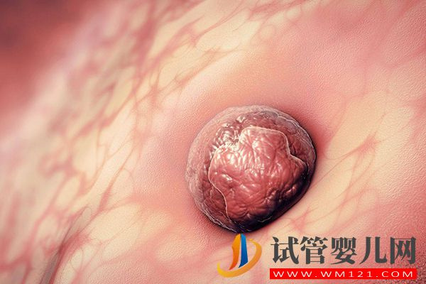 別問移植凍胚成功關鍵在第幾天，第二天著床才最關鍵(圖2)